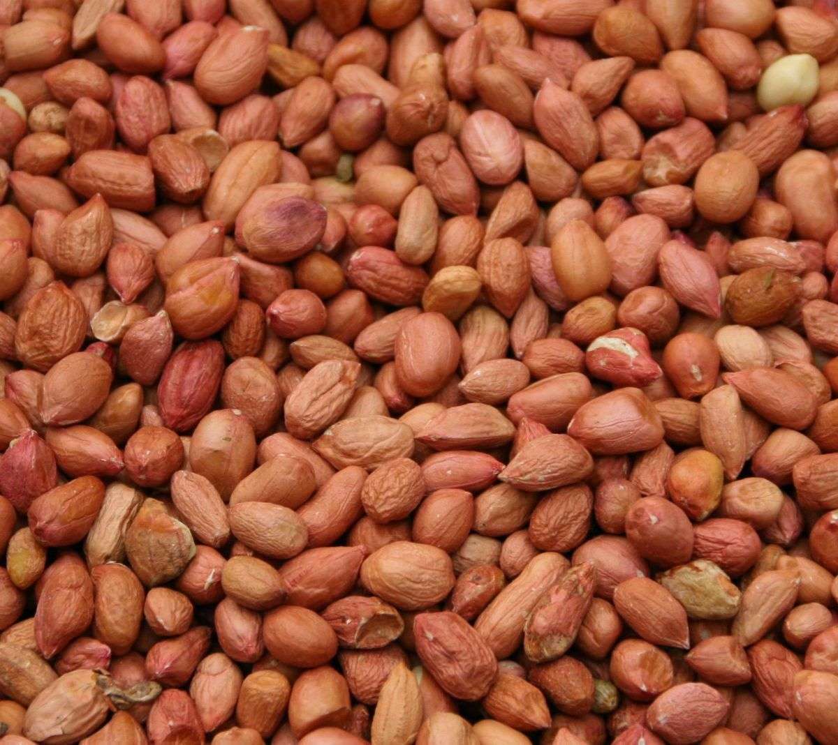 Erdnüsse rot mit Haut 1 kg TOP Erdnusskerne Vogelfutter Wildvogelfutter Fettfutter