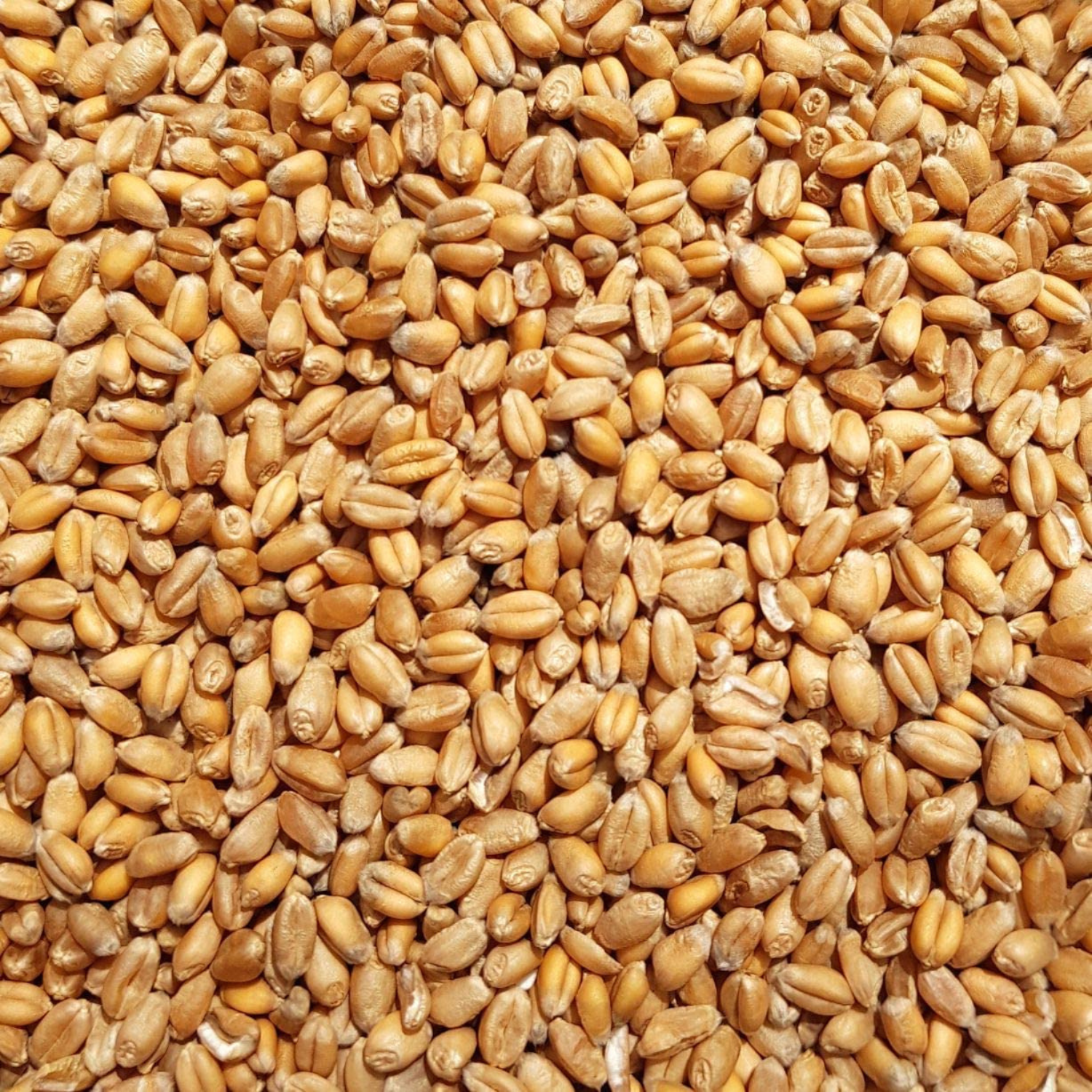 Supravit Weizen Futterweizen 25kg  Einzelfuttermittel für Tauben, Vögel, Nager & Geflügel