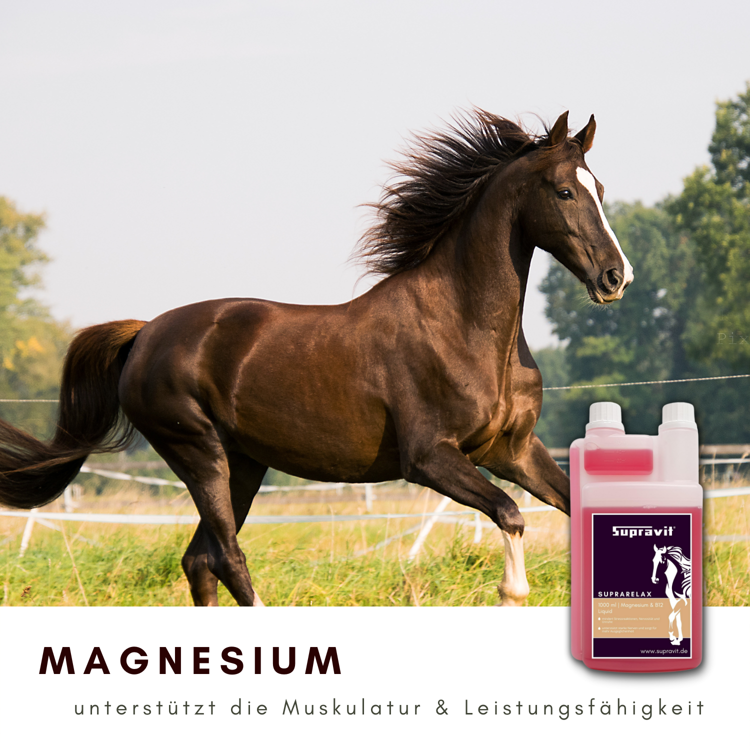 Supravit SupraRelax - mehr Gelassenheit für Dein Pferd - flüssiges Magnesium mit B12 Vitamin 1000ml - zur Beruhigung und bei Stress für Pferde…